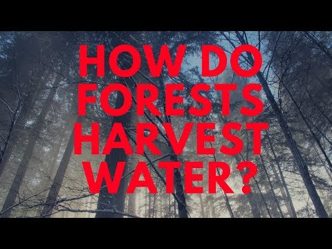 Trees As Water Harvesting Elements + A Joke:)