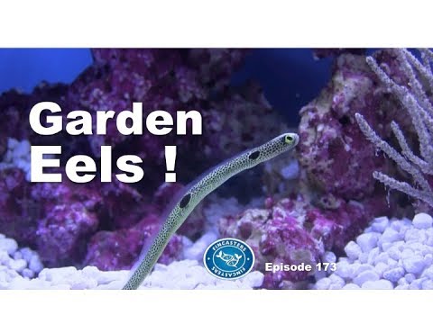 Keeping Garden Eels in the Home Aquarium Episode 173