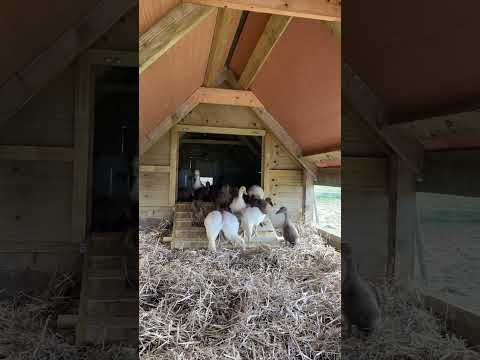 Are you ready for a cuteness overload? Welcome to the flock little ones 😍 #ducklings #shorts