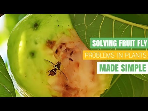 Combatting Fruit Fly Infestations in Plants: Effective Solutions for Pest-Free Indoor Gardens