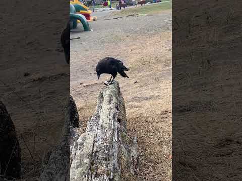 A CROW ATE MY SUSHI #trending #funny #funnymemes #funnypictures #animals