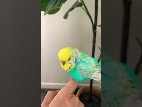 #budgieslovers #budgies #