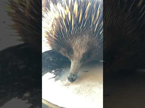 Echidna having a Super Bug Smoothie! #youtubeshorts #echidna #shortsfeed