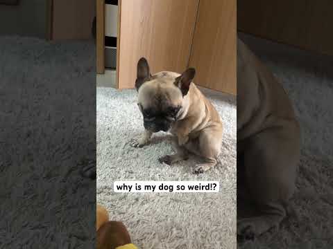 Can someone explain this!? #bulldog #frenchies #dog #pets