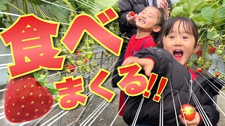 【爆食！】初めてのいちご狩り！大興奮で食べ過ぎる姉妹w【3.4歳児】