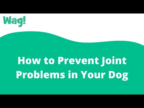 How to Prevent Joint Problems in Your Dog | Wag!