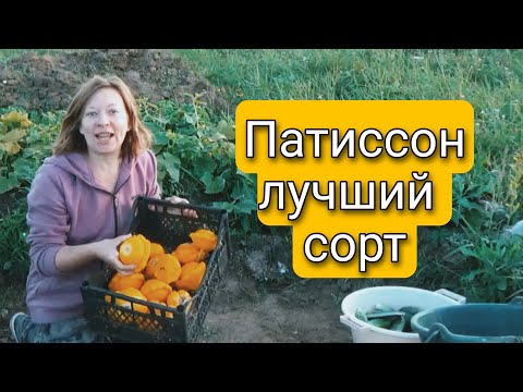 Мой любимый ПАТИССОН который не перерастает | Светлана Самойлова