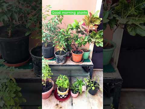 Weekend starts with watering the plants | Green India clean India #shorts #nature