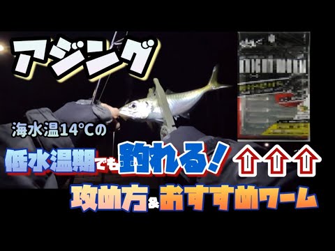 【アジング】低水温期のアジはココに居ます。狙いは○○○‼️＆コスパ最高おすすめワームの紹介【初心者】