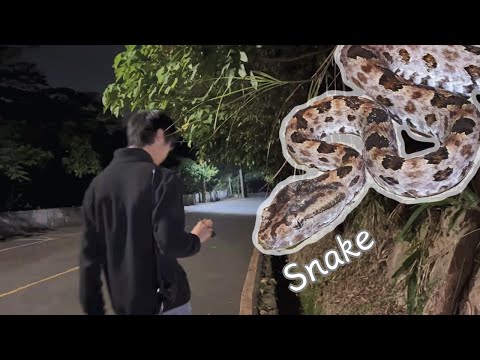 Searching for Snake on New Year's Eve / Taiwan Habu / The Last Snake of 2023