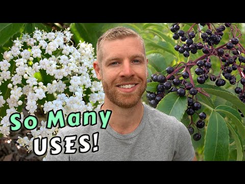 Grow Your Own Food And Medicine From This One Amazing Tree - Elderflowers & Elderberries