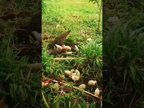 chicks family open space chicken raising