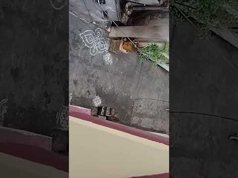 street dog 🐶 sound #dogsound #trending #shorts