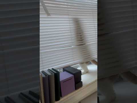 CAT LOOKING OUT THE WINDOW #cat #catshorts #cats #windows #catlover #catvideos #animals #shorts