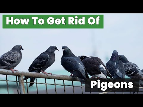 Get Rid of Pigeons for GOOD with These Proven Methods!