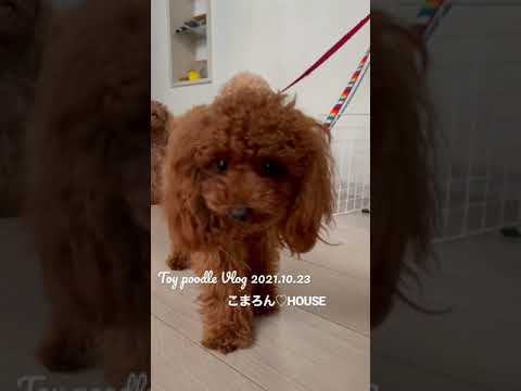 [Vlog] Toy Poodle Purin Vol.3 ~ Take the purin for a walk ~