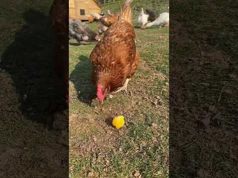 Its treat time and chickens just LOVE apples 🍎 🍏 😍 #shorts #chickenvideo