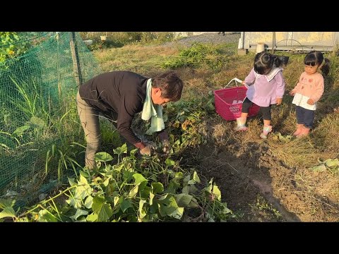 日本生活/熱情的日本阿姨又來幫我挖紅薯啦～