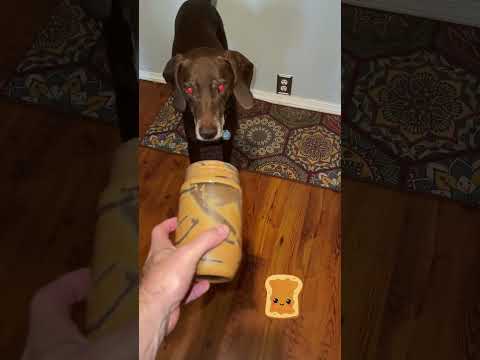 Do You Recycle Peanut Butter Jars Like This?  #shortsfeed #dog #dogtreats