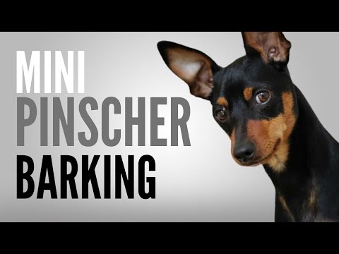 Miniature Pinscher Barking & Growling or How To Get A Mini Pinscher To Bark