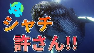 シャチから他種を守るザトウクジラは海のヒーローか？【解説】