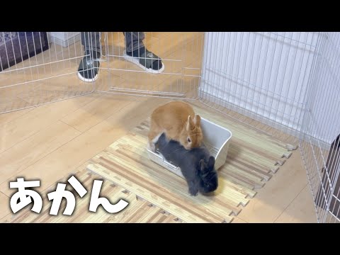 久々に２羽で部屋んぽさせたら大変なことに【ネザーランドドワーフのコッペ】