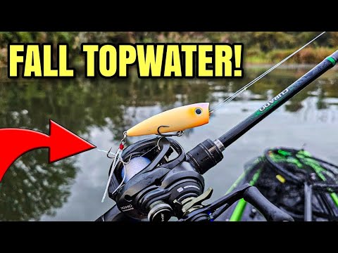 Fall Topwater Fishing a POPPER (Catch PICKY Bass!)