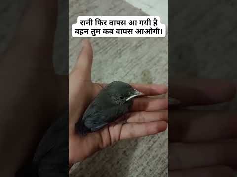 miss you sister/#shortsvideo #shorts #short #shortvideo #birdslover #birds #reel #viral #viralshorts