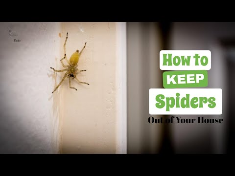 3 Ways to Keep Spiders Out of Your House | The Guardians Choice