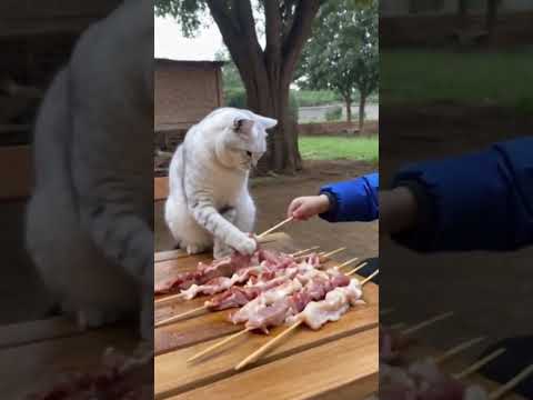 Cat s funny videos Cat's Funniest Moments, Amazing Cat Tricks , Cat's Reaction to, Cat's