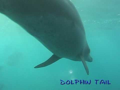 御蔵島イルカ　081022 No.5　mikura Is.　dolphin