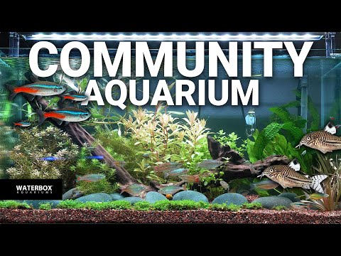 Master the Art of Community Planted Aquarium | Beginner's Guide!