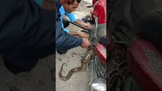 🐍 साप ले के गरेको होला यस्तो😭#viralvideo #ytshorts #trendingshorts #shortvideo