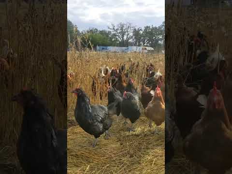 Free range chicken farming #shortsvideo