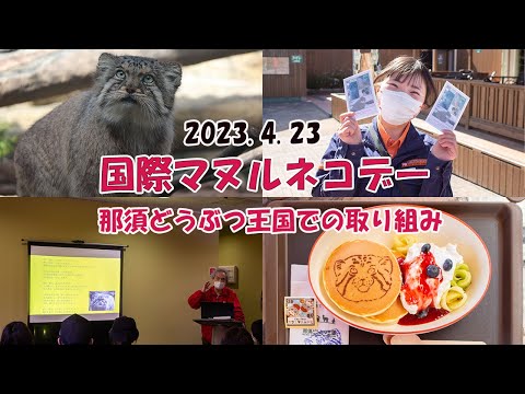 【4/23は】国際マヌルネコデー　王国での取り組み【国際マヌルネコデー】