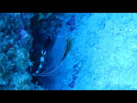 ダイビング in ハワイ！ウツボとエビの共存！Scuba Diving, Hawaii