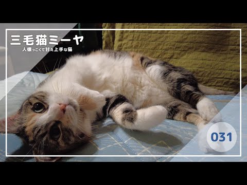 【猫好き必見！癒しの三毛猫動画】眠たくても遊びたい♪三毛猫ミーヤちゃん