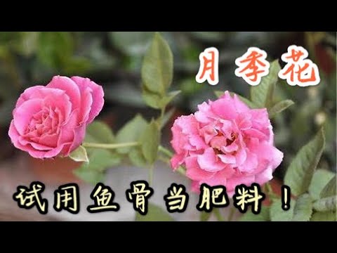 【天天小花農】月季花用魚骨頭來當肥料？至於效果用後就知道