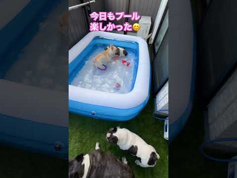 今日もお家プールに入りました🏊‍♀️ #buhi #フレブル多頭飼い #フレンチブルドッグ #犬のいる生活 #frenchbulldog #お家プール