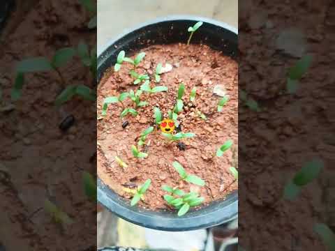 #youtube #shorts #marigold | Marigold  sprouts | Best season to sow your seeds