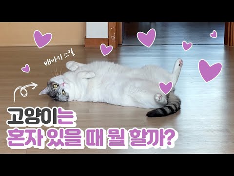 혼자만의 시간을 갖게 된 고양이.. 어떠한 행동을 취하는데.. ㅣ뽀또복도ㅣcatㅣ🐱