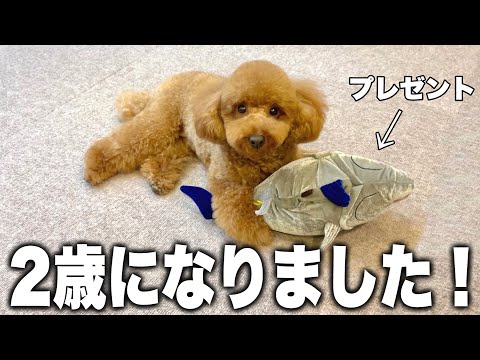 デカくなりすぎた愛犬の誕生日に"超豪華"な1日をプレゼントしてみた！！