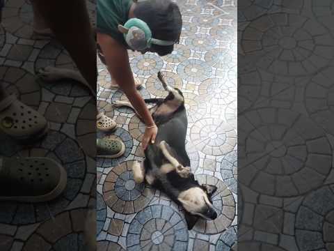 Pure love #trending #shorts #trendingshorts #viral #pets #street #petsofinstagram