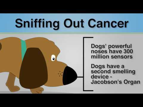 Did You Know - Dogs Can Sniff Out Cancer