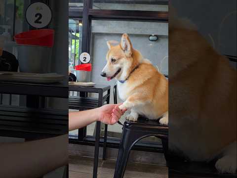 เด็กดีจะได้กินขนม corgi cafe #corgi  #doggie #thailand