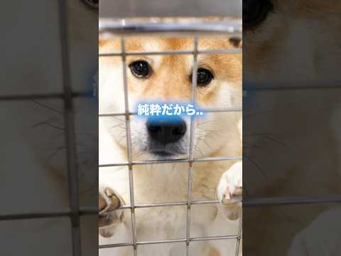 【感動】必ず犬は心を開いてくれる…