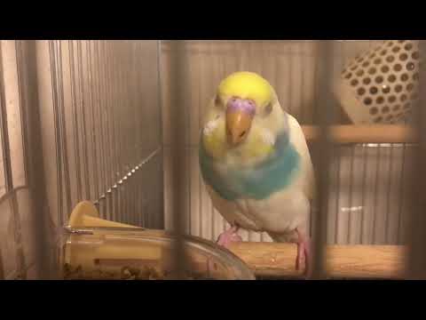 おやすみ💤 睡魔と戦いながらもご飯を食べるインコ