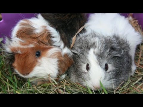 Meet my Guinea Pigs!