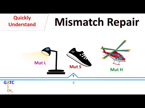 DNA Mismatch repair