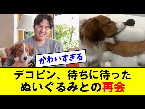 【大谷翔平ドジャース】「デコピン、コナミのぬいぐるみと再会」に対する反応【海外の反応/MLB/メジャー/野球】【反応集】